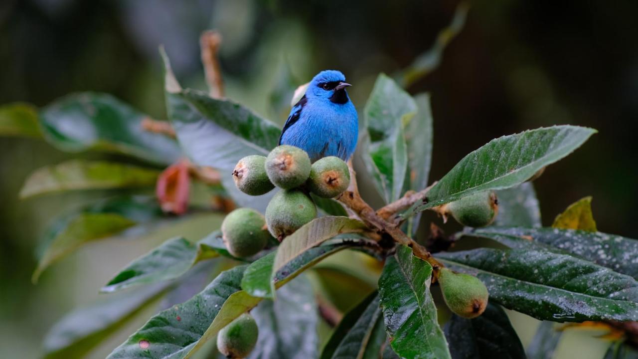 Pousada Salve Floresta Tapirai Luaran gambar