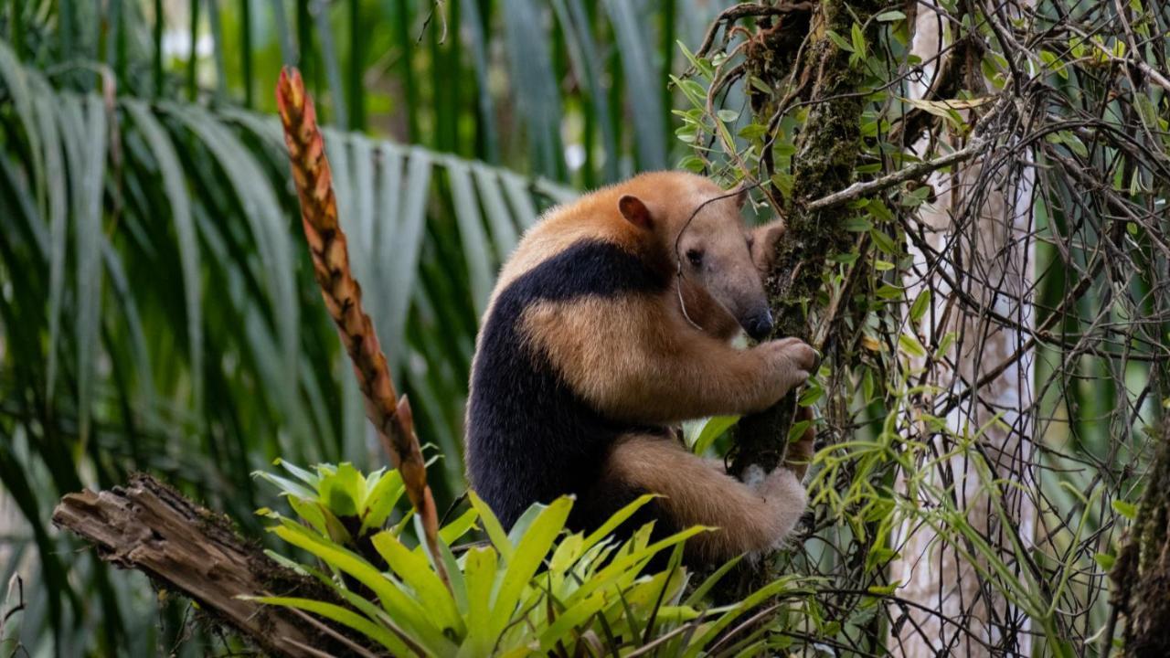 Pousada Salve Floresta Tapirai Luaran gambar